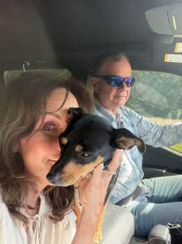 Rat Terrier Dogs Available for Adoption in Groveland, Massachusetts - Peaches | PetCurious