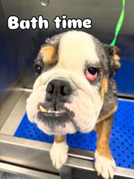 Rescue Bulldog Dogs for Adoption in Las Vegas, Nevada - Cassius | PetCurious