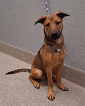 SPRITE -  German Shepherd Dog and Mixed Breed Dog for Adoption in Las Vegas, Nevada - SPRITE | PetCurious