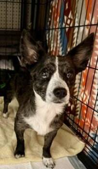 Zena -  Corgi and Chihuahua Dog for Adoption in Tifton, Georgia - Zena | PetCurious