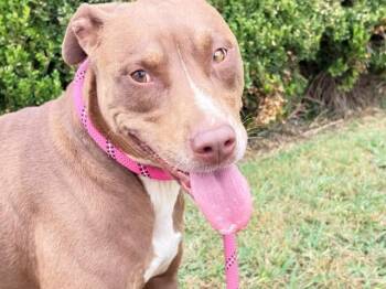 PRINCESS -  Catahoula Leopard Dog and Mixed Breed Dog for Adoption in Tulsa, Oklahoma - PRINCESS | PetCurious