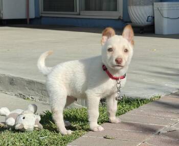 Siberian Husky and Mixed Breed Dogs Available for Adoption in Ontario, California - BENITO - IN FOSTER | PetCurious