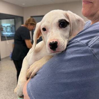 Bunny -  Pit Bull Terrier Dog for Adoption in Morganton, North Carolina - Bunny | PetCurious