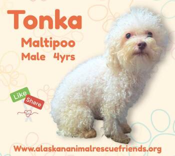 Tonka -  Maltese and Poodle Dog for Adoption in Anchorage, Alaska - Tonka | PetCurious