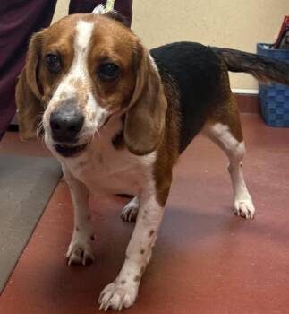 Beagle and Basset Hound Dogs Available for Adoption in Salisbury, Maryland - Remy | PetCurious