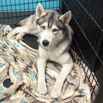 Rescue Siberian Husky Dogs for Adoption in St. Louis, Missouri - Miss Whiskers | PetCurious