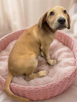 MeeMee Green -  Golden Retriever and Labrador Retriever Dog for Adoption in Watertown, Connecticut - MeeMee Green | PetCurious