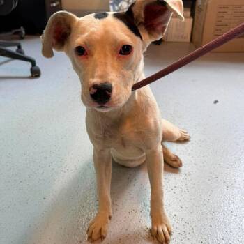 Florence Stray Hold 7/12 -  Mixed Breed Dog for Adoption in Huntington, West Virginia - Florence Stray Hold 7/12 | PetCurious