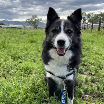 Border Collie and Mixed Breed Dogs Available for Adoption - Yoshi | PetCurious