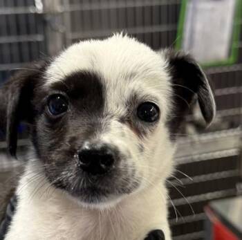 Glimmer -  Mixed Breed Dog for Adoption in Fort Worth, Texas - Glimmer | PetCurious