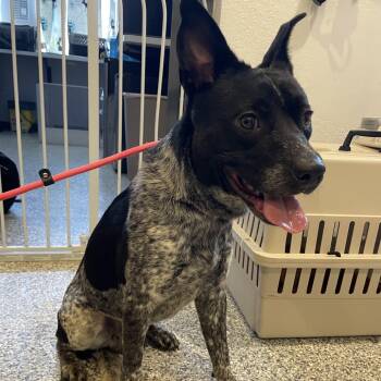 Australian Cattle Dog Blue Heeler Dogs Available for Adoption in Port Charlotte, Florida - 0539-D26 | PetCurious
