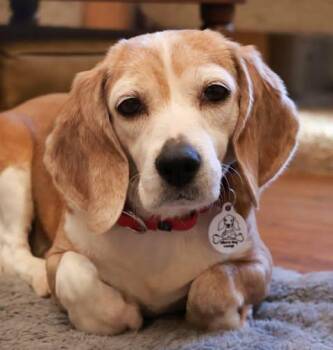 Bagel -  Beagle Dog for Adoption in Whitewater, Wisconsin - Bagel | PetCurious