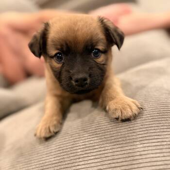French Bulldog and Australian Shepherd Dogs Available for Adoption in Warrior, Alabama - Yoshi | PetCurious