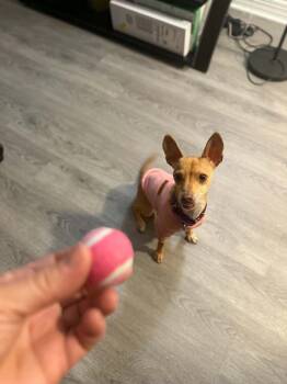 Jack Russell Terrier and Chihuahua Dogs Available for Adoption in Raleigh, North Carolina - Riley Jade | PetCurious