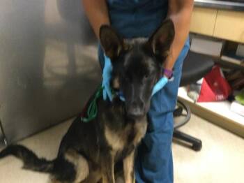 JORDAN -  German Shepherd Dog Dog for Adoption in Riverside, California - JORDAN | PetCurious