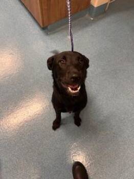Rescue Labrador Retriever and Mixed Breed Dogs for Adoption in Pearland, Texas - SHADOW | PetCurious