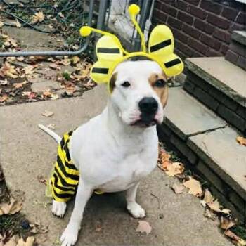 Pit Bull Terrier Dogs Available for Adoption in Rochester, New York - Kash: Adopt Or Forever Foster | PetCurious
