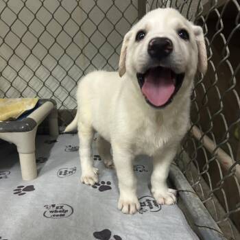 Big Rick -  Great Pyrenees Dog for Adoption in Waynesville, North Carolina - Big Rick | PetCurious