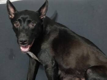 Cattle Dog and Labrador Retriever Dogs Available for Adoption in Heber City, Utah - Piper | PetCurious