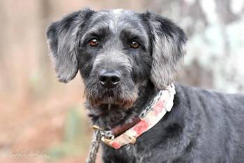 Labradoodle Dogs Available for Adoption - Jessie #21996 | PetCurious