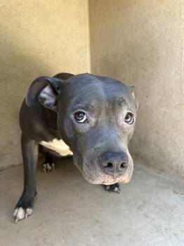 A479764 -  Pit Bull Terrier and Mixed Breed Dog for Adoption in Oklahoma City, Oklahoma - A479764 | PetCurious