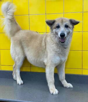 Jake -  Siberian Husky Dog for Adoption in York, Pennsylvania - Jake | PetCurious