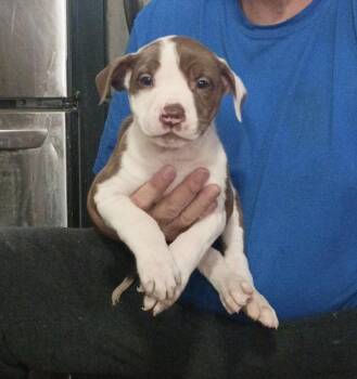 Mastiff and Cane Corso Dogs Available for Adoption - Coco  | PetCurious