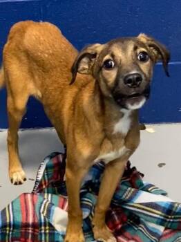 Hound and Labrador Retriever Dogs Available for Adoption in Hartsville, South Carolina - Quincy (Qx4) | PetCurious