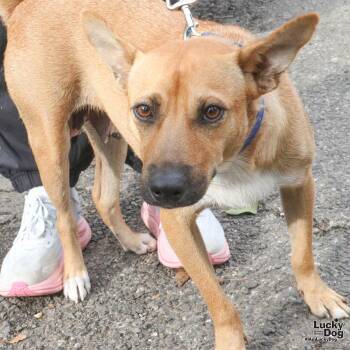 Corgi Dogs Available for Adoption - Thelma | PetCurious