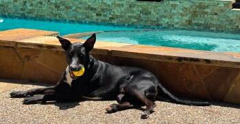 STANLEY -  Labrador Retriever Dog for Adoption in Richmond, Texas - STANLEY | PetCurious