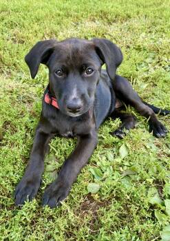 Rescue Mixed Breed Dogs for Adoption in Deerfield, Wisconsin - Rosa Barks | PetCurious