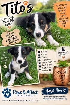 Titos -  Australian Shepherd Dog for Adoption in Crystal Lake, Illinois - Titos | PetCurious