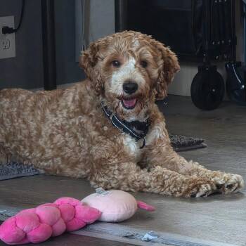 Dusty -  Golden Retriever and Miniature Poodle Dog for Adoption in Rochester, Minnesota - Dusty | PetCurious