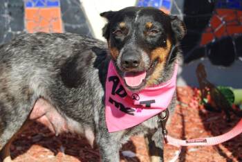 Australian Cattle Dog Blue Heeler Dogs Available for Adoption - MEDIA NOCHE | PetCurious