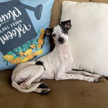 Tinker -  Terrier Dog for Adoption in Tucson, Arizona - Tinker | PetCurious
