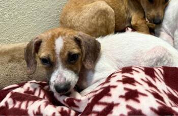 Dachshund and Chihuahua Dogs Available for Adoption - Laila | PetCurious