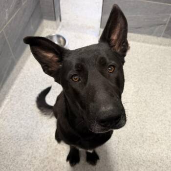 Blossom -  Mixed Breed Dog for Adoption in Cooperstown, New York - Blossom | PetCurious
