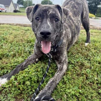 Mixed Breed Dogs Available for Adoption in Union, Missouri - Merlin FC TM | PetCurious