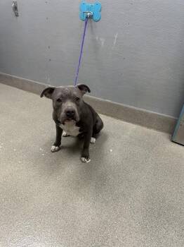 LAKE -  Pit Bull Terrier Dog for Adoption in Las Vegas, Nevada - LAKE | PetCurious