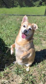 Max -  Chihuahua Dog for Adoption in Shepherdsville, Kentucky - Max | PetCurious