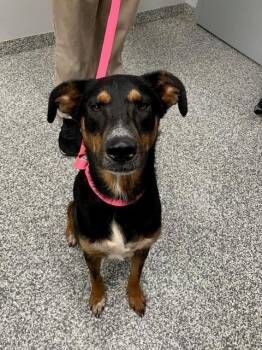 Nonna -  Mixed Breed Dog for Adoption in Mustang, Oklahoma - Nonna | PetCurious