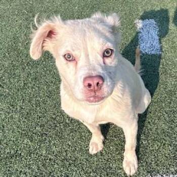 Mixed Breed Dogs Available for Adoption - Thelma | PetCurious