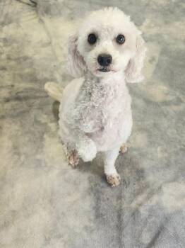 Peaches -  Miniature Poodle and Mixed Breed Dog for Adoption in Severance, Colorado - Peaches | PetCurious