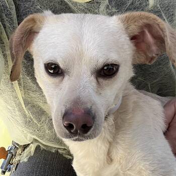 Chihuahua and Mixed Breed Dogs Available for Adoption in Long Beach, California - Fritz | PetCurious