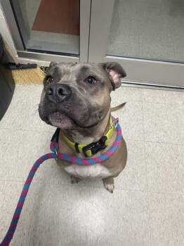 Pit Bull Terrier Dogs Available for Adoption in Plano, Texas - Midas A217456 | PetCurious