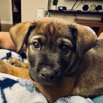 Lucy -  Retriever and Hound Dog for Adoption in Minneapolis, Minnesota - Lucy | PetCurious