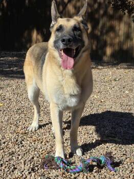 Rescue German Shepherd Dog Dogs for Adoption in Canon City, Colorado - Opie | PetCurious