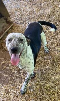 Rescue Bluetick Coonhound and English Setter Dogs for Adoption in Oklahoma City, Oklahoma - Holly | PetCurious