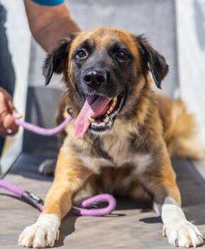 Gabriella -  Mixed Breed Dog for Adoption in Chamblee, Georgia - Gabriella | PetCurious