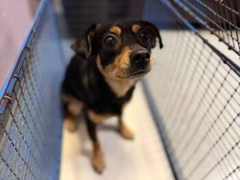 GORDA -  Chihuahua Dog for Adoption in Doral, Florida - GORDA | PetCurious